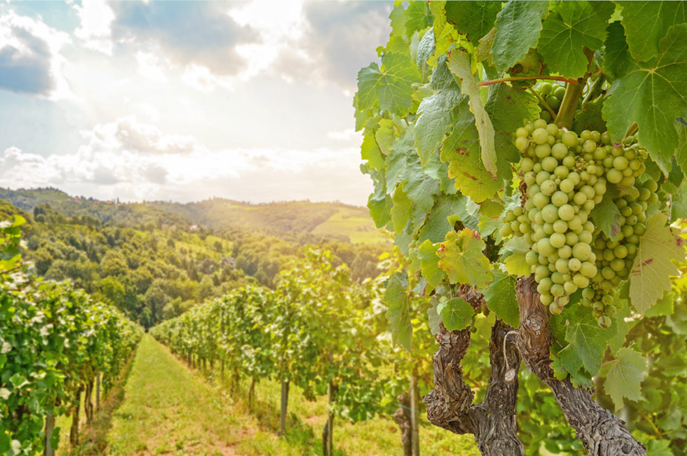 Wine regions of Bulgaria