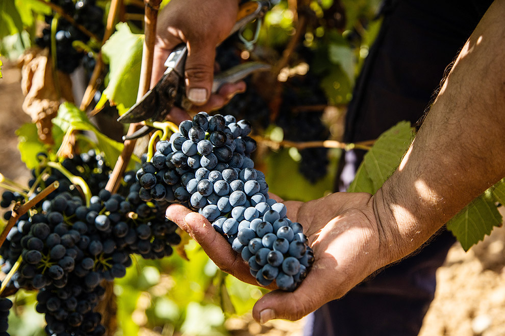 Private tastings & wineries